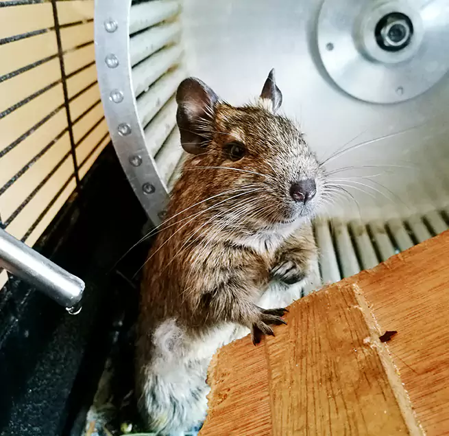 Why Homeowners & Businesses Trust Us Apple Valley, CA